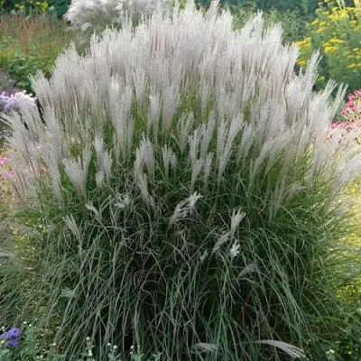 Мискантус КЛЯЙН СИЛЬБЕРСПАЙН китайский  в Новополоцке