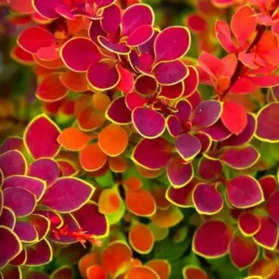 Барбарис ОРАНЖ САНРАЙЗ тунберга в Новополоцке