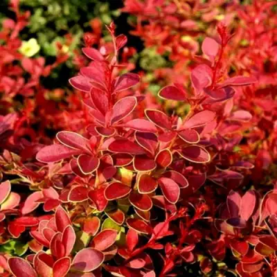 Барбарис КОРАЛ тунберга в Новополоцке