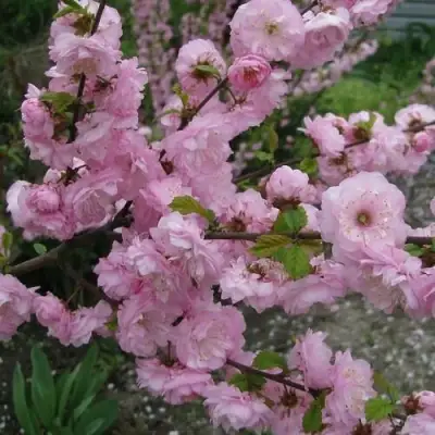 Миндаль ТРЁХЛОПАСТНЫЙ (луизеания) в Новополоцке