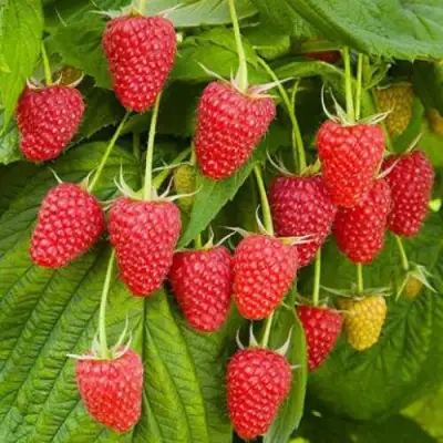 Малина БРУСВЯНА в Новополоцке