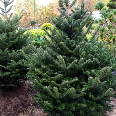 Пихта ФРАЗЕРА в Новополоцке