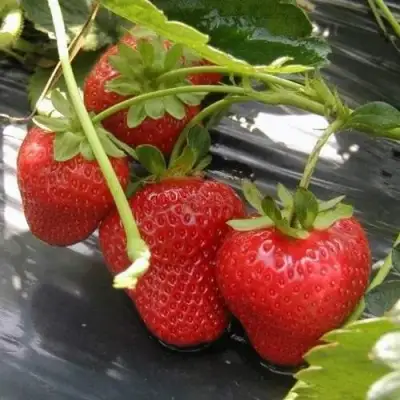 Клубника МОНТЕРЕЙ ремонтантная в Новополоцке