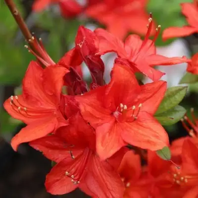 Азалия ПАРКФАЕР листопадная в Новополоцке