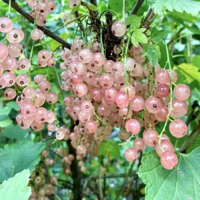 Смородина розовая ГОЛЛАНДСКАЯ РОЗОВАЯ в Новополоцке