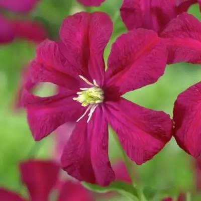 Клематис МАДАМ ДЖУЛИЯ КОРРЕВОН в Новополоцке