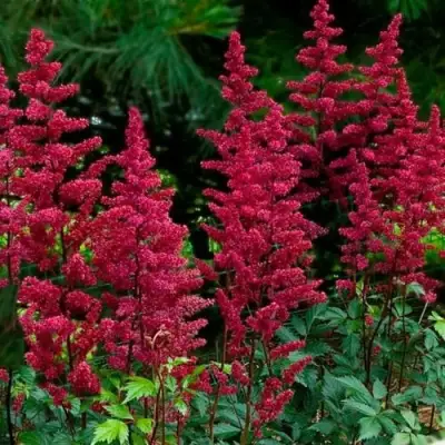 Астильба БУРГУНДИ РЕД Арендса в Новополоцке