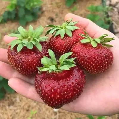 Клубника МАЛЬВИНА в Новополоцке