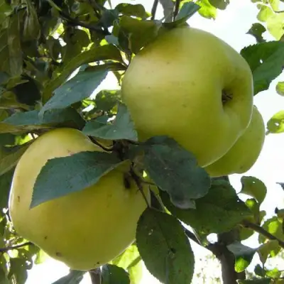 Яблоня АНТОНОВКА ОБЫКНОВЕННАЯ в Новополоцке