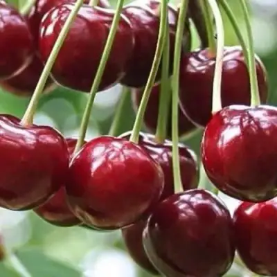 Вишня УЙФЕХЕРТОЙ ФЮРТОШ в Новополоцке