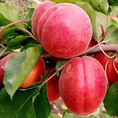 Абрикос РУБИСТА в Новополоцке