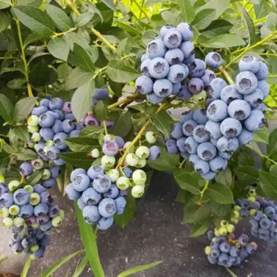 Голубика ОСОРНО в Новополоцке