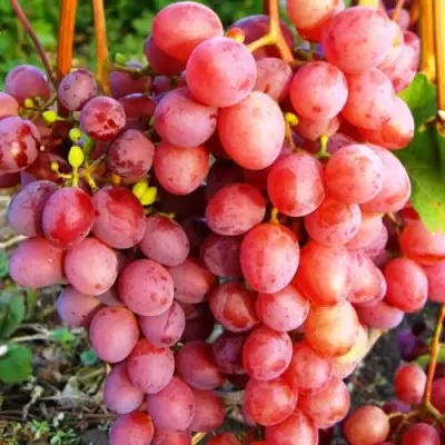 Виноград КИШМИШ КРАСНЫЙ в Новополоцке