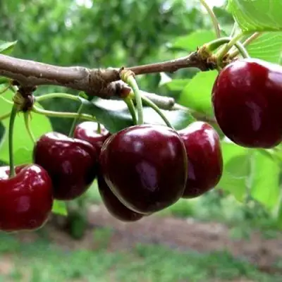 Вишня МОРОЗОВКА в Новополоцке