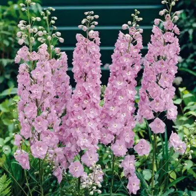 Дельфиниум ПЕТТИКОУТ гибридный в Новополоцке