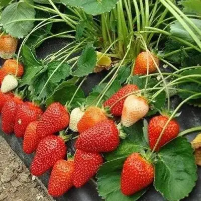 Клубника РОКСАНА в Новополоцке