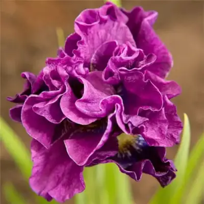 Ирис БАНДЛ ОВ ДЖОЙ сибирский в Новополоцке