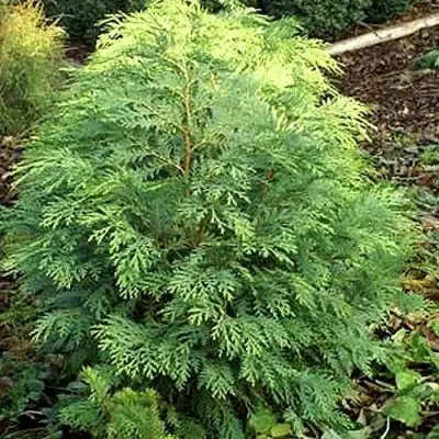 Кипарисовик САНКИСТ лавсона в Новополоцке