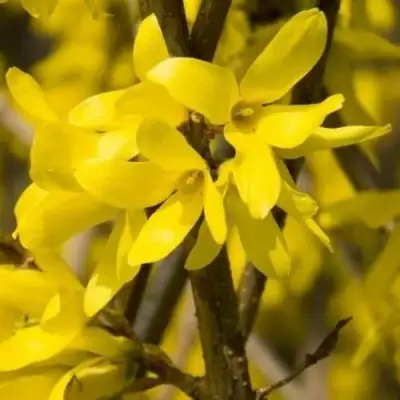 Форзиция ТАРАНДТ промежуточная в Новополоцке