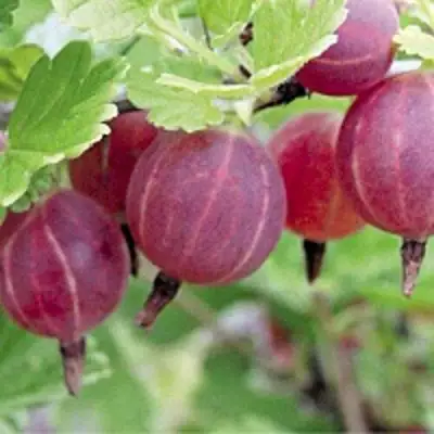 саженцы крыжовника раволт