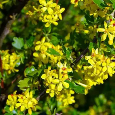 Смородина золотистая ВИШНЕВАЯ в Новополоцке