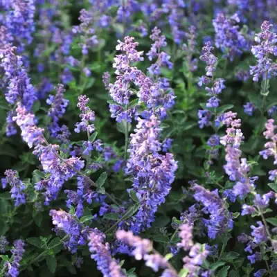 Котовник СИКС ХИЛЛС ГИАНТ в Новополоцке