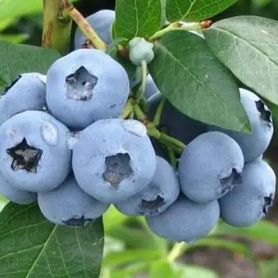 Голубика БЛЮЭТТА в Новополоцке