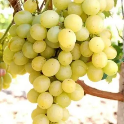 Виноград ТАЛИСМАН в Новополоцке