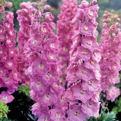 Дельфиниум ДЕЛЬФИС ПИНК ПАУЭ высокий в Новополоцке