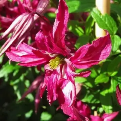 Клематис РОЗАЛИН в Новополоцке