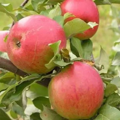 Яблоня АУКСИС в Новополоцке