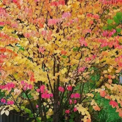 БАГРЯННИК японский в Новополоцке