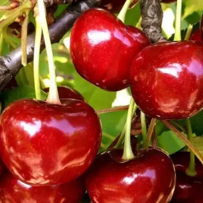 Черешня МИНЧАНКА в Новополоцке