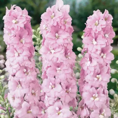 Дельфиниум ПЕТТИКОУТ гибридный в Новополоцке