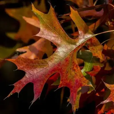 Дуб болотный в Новополоцке