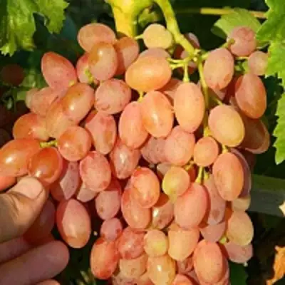 виноград кишмиш лучистый