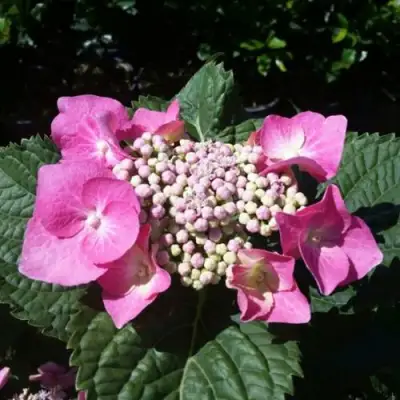 Гортензия БЛАУМАЙС (БЛАУМАЙЗЕ) крупнолистная в Новополоцке