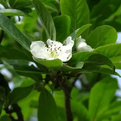 МУШМУЛА  в Новополоцке