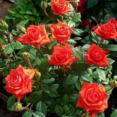 Роза ОРАНЖ ДЖЕВЕЛ миниатюрная в Новополоцке