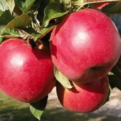 Яблоня РУБИН в Новополоцке