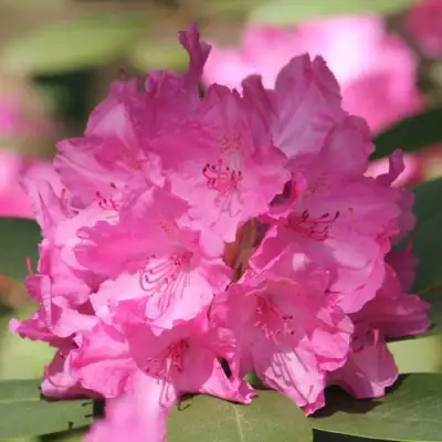 Рододендрон ЛУМИНА в Новополоцке