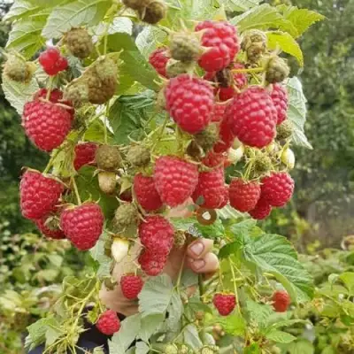 Малина ТАДМОР в Новополоцке