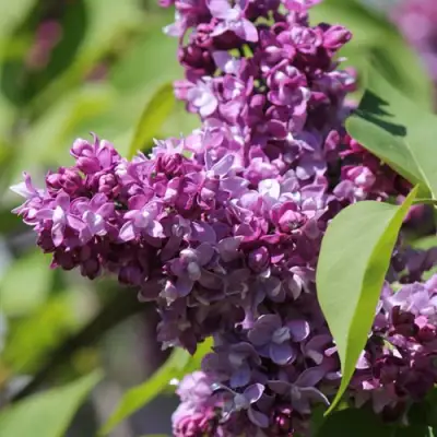 Сирень ИЗОБИЛИЕ в Новополоцке