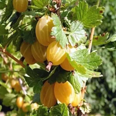 Крыжовник КУРШУ ДЗИНТАРС  в Новополоцке