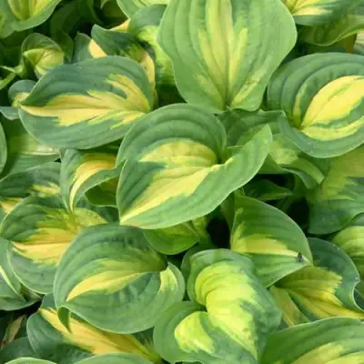 Хоста ЭМЕРАЛЬД ЧАРДЖЕР гибридная в Новополоцке