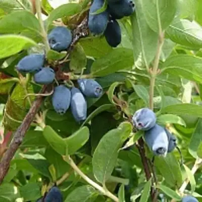 Жимолость съедобная НАРЫМСКАЯ в Новополоцке