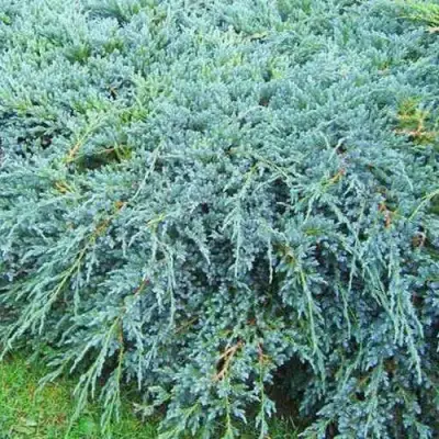 Можжевельник БЛЮ КАРПЕТ чешуйчатый в Новополоцке