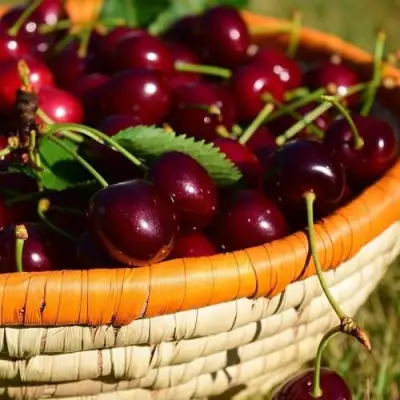 Вишня НЕСВИЖСКАЯ в Новополоцке