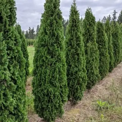 Туя ДЕГРУТ СПАЙР западная в Новополоцке