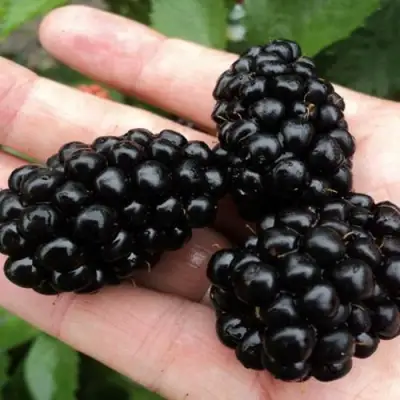 Ежевика ПОЛАР бесшипная  в Новополоцке